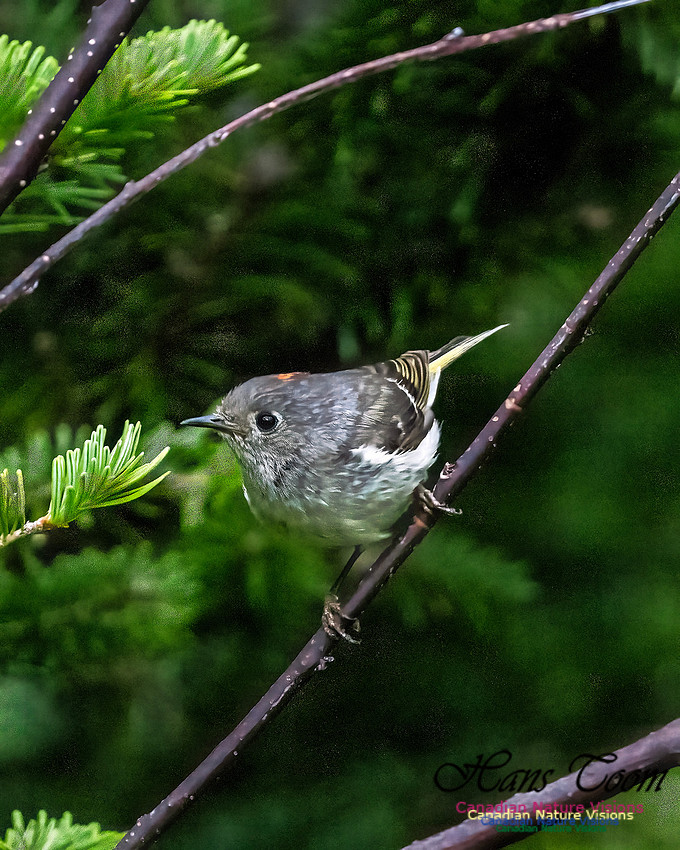 Ruby-crowned Kinglet 109