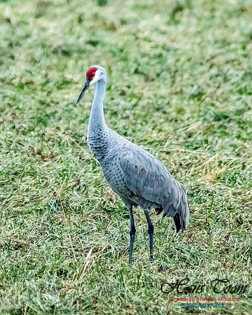 Sandhill Crane 804