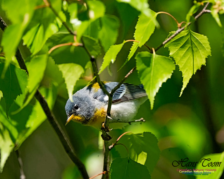 Northern Parula 301