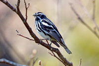 Black-and-White Warbler