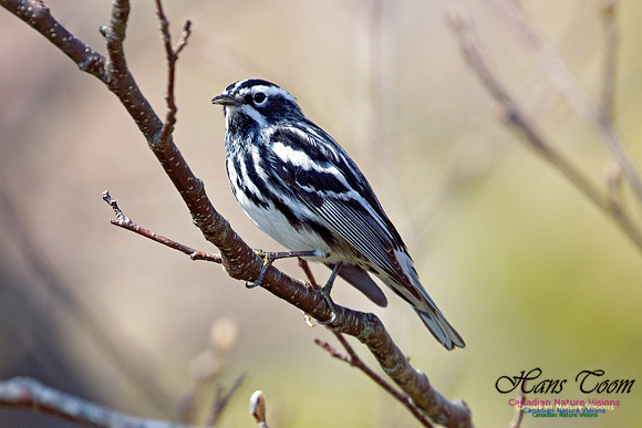 Black-and-White Warbler 1
