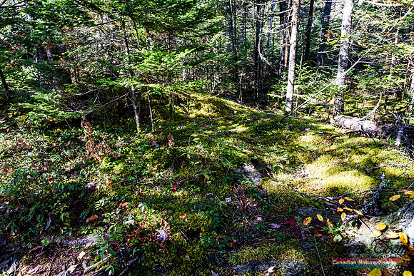 Woodland Stroll 110