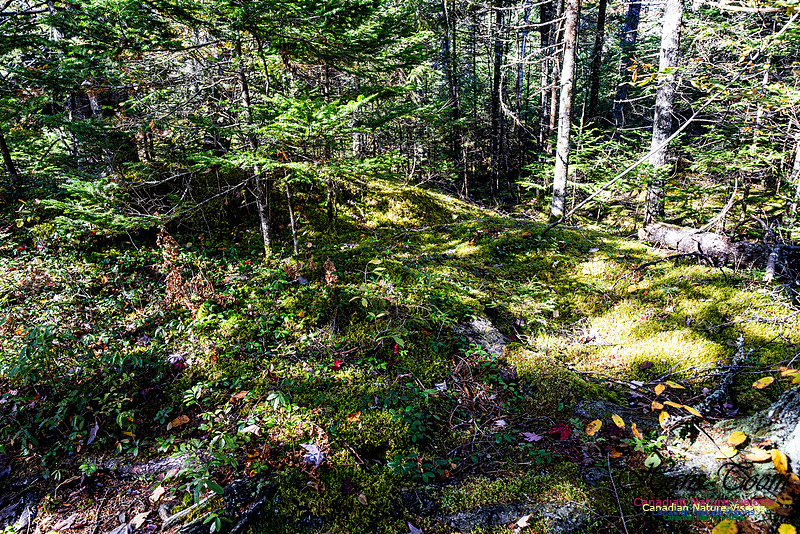 Woodland Stroll 110
