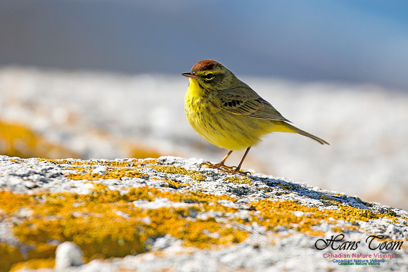 Palm Warbler 7
