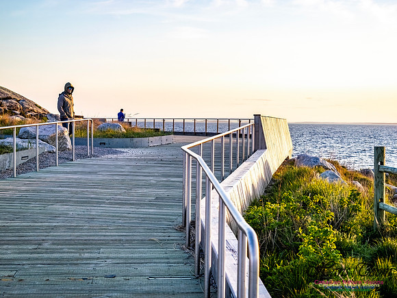 Late Day at Peggy's Cove 110