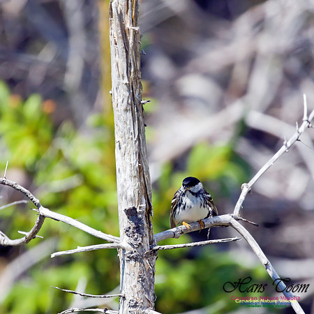 Blackpoll Warbler 7