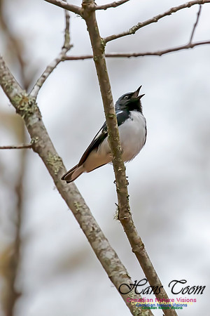 Black-throated Blue Warbler 1