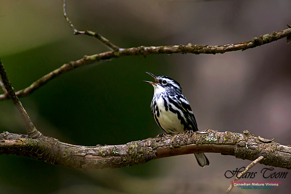 Black-and-White Warbler