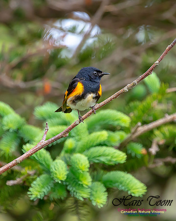 American Redstart 73