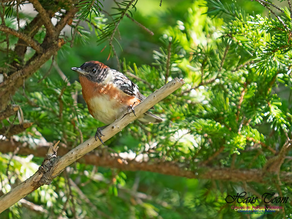 Bay-breasted Warbler 12