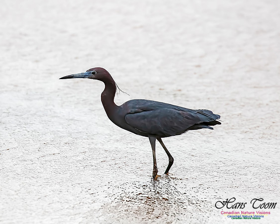 Little Blue Heron 109