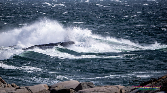 Coastal Tour 125