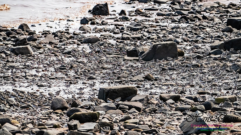 Evangeline Beach Shorebirds 2025 105