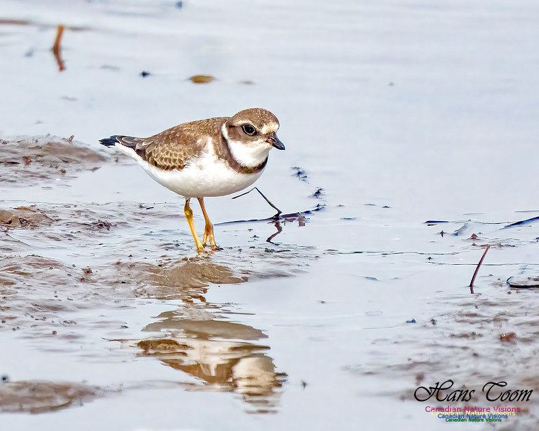 Semipalmated Plover 357