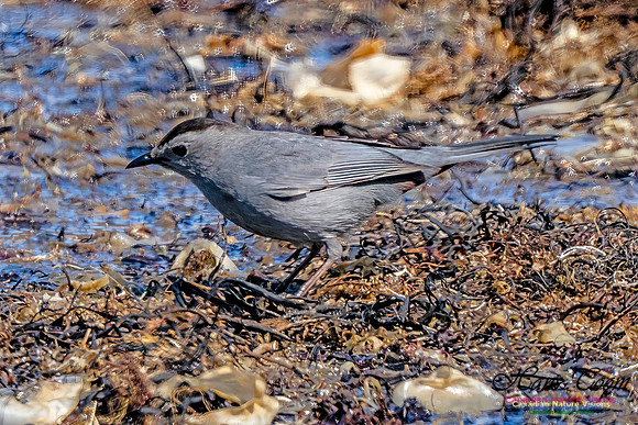 Grey Catbird 908