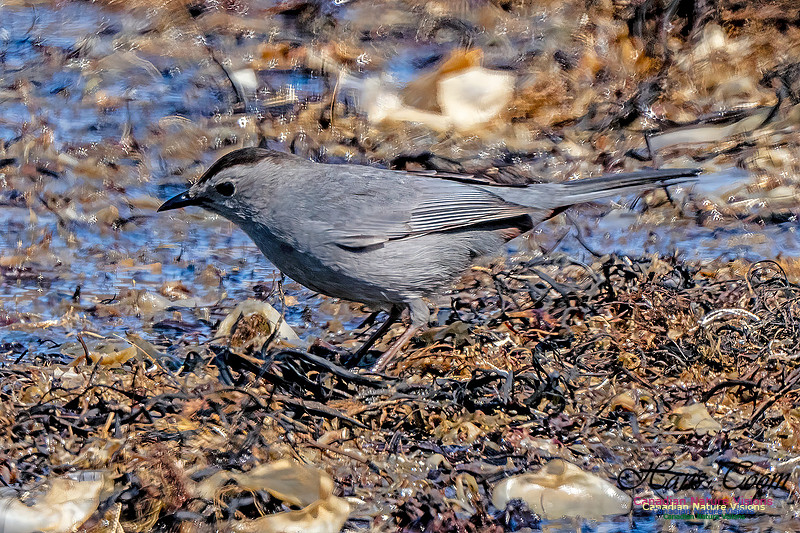 Grey Catbird 908