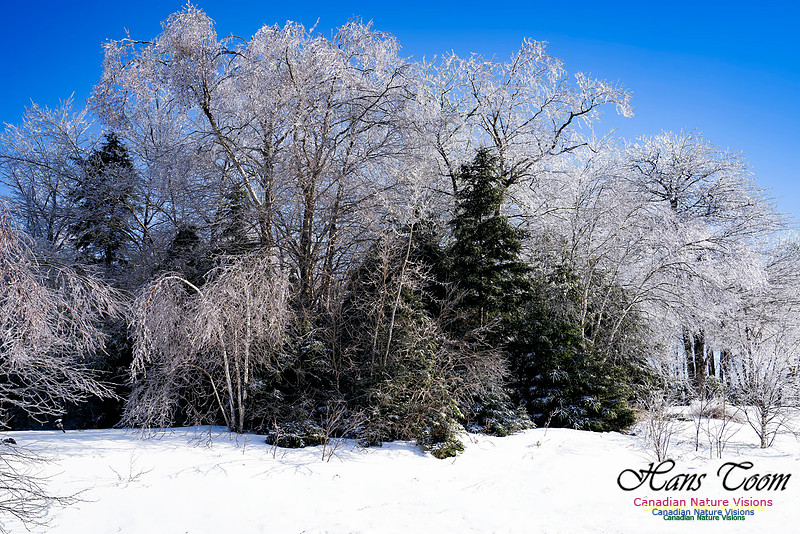 Ice Storm 2022 123