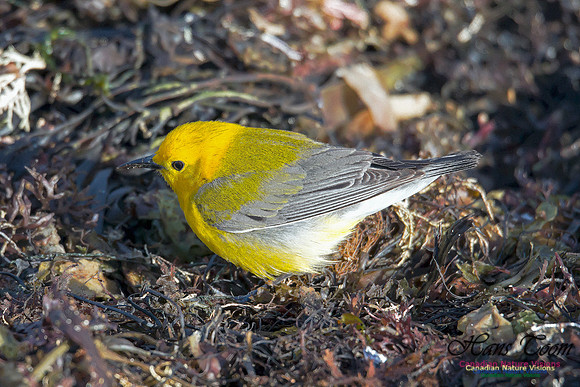 Prothonotary Warbler 2
