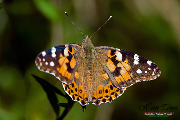 Painted Lady