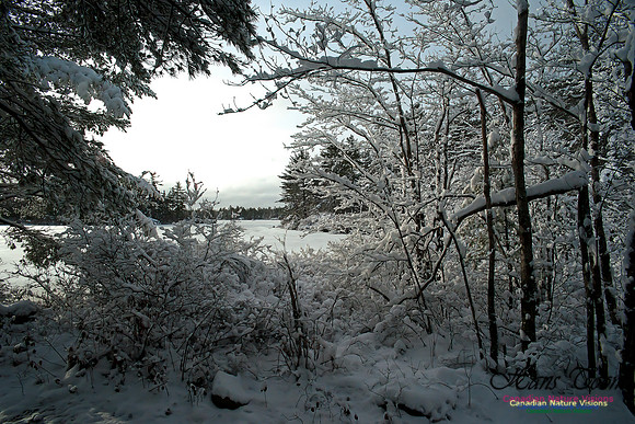 Bell Park in Winter