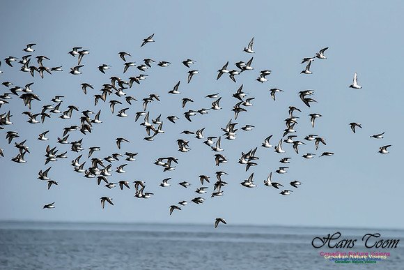 Least Sandpiper