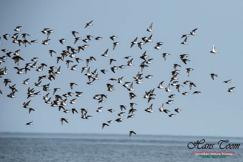 Least Sandpiper