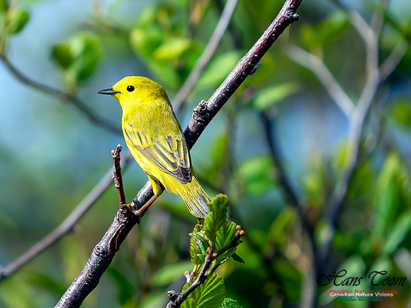 Yellow Warbler 1