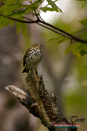 Ovenbird