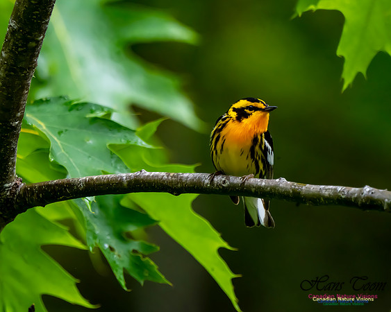 Blackburnian Warbler 104