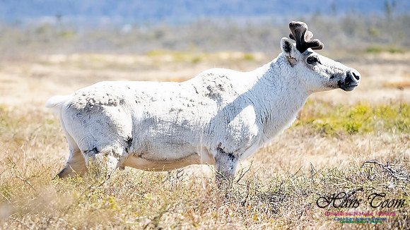 Caribou 101