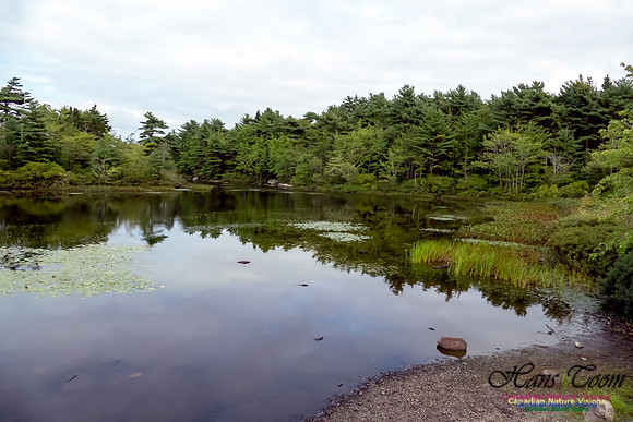 Frog Pond 3