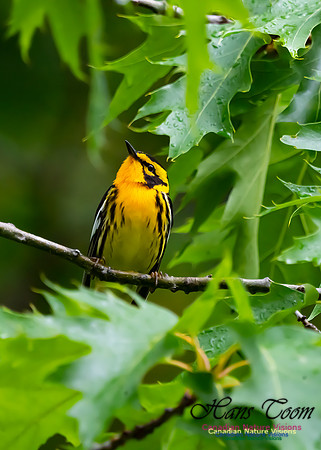 Blackburnian Warbler 102