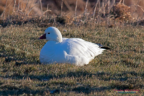 Ross'sGoose1
