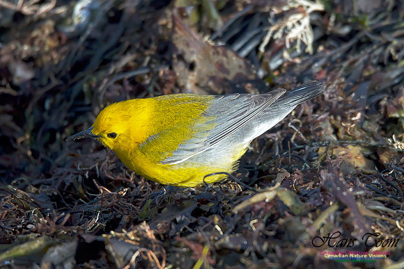 Prothonotary Warbler 1