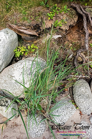 Seaside Grass