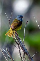 Mourning Warbler