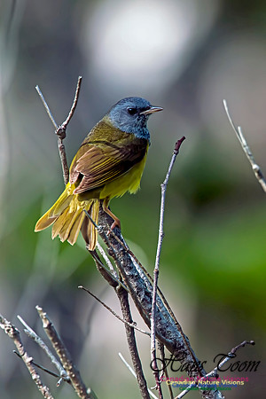 Mourning Warbler