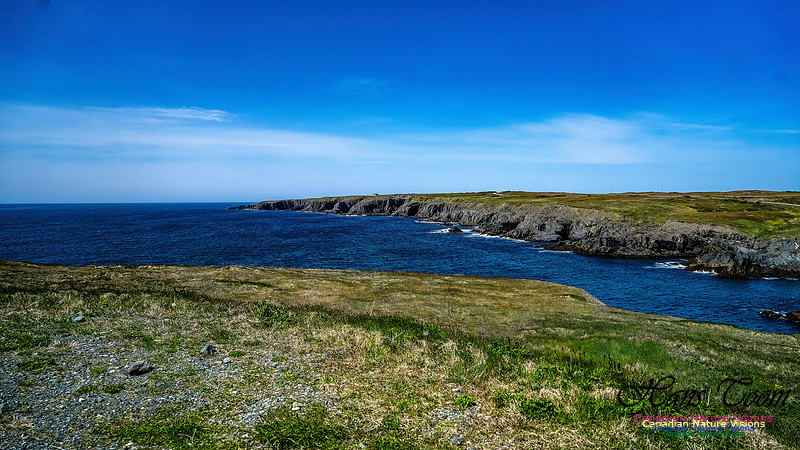 Cape Race 130