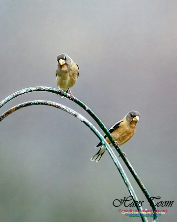 Evening Grosbeak 104