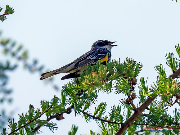 Yellow-rumped Warbler 1