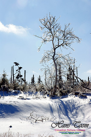 Ice Forest