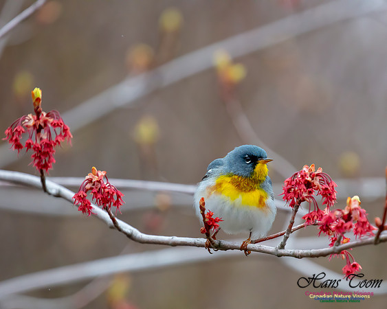 Northern Parula 4