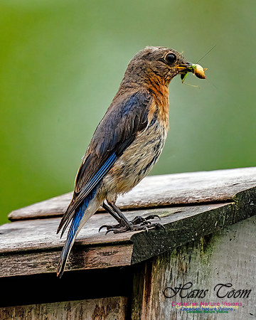 Eastern Bluebird 805