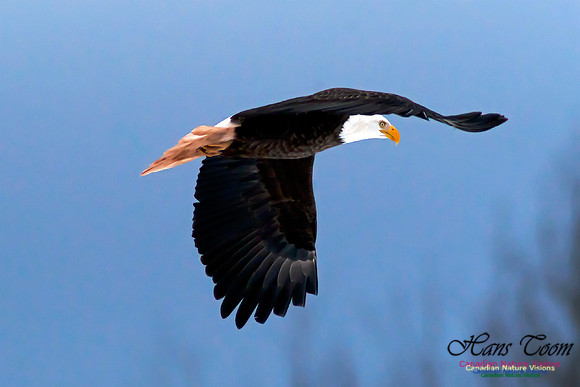 Bald Eagle