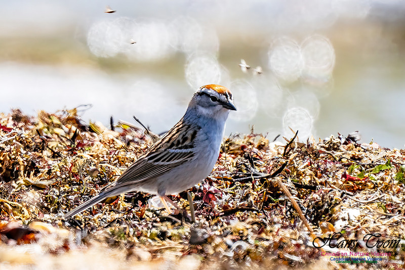 Chipping Sparrow 105