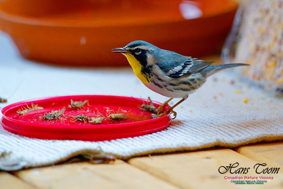 Yellow-throated Warbler 10