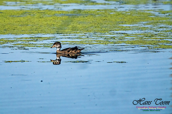 Wood Duck 503