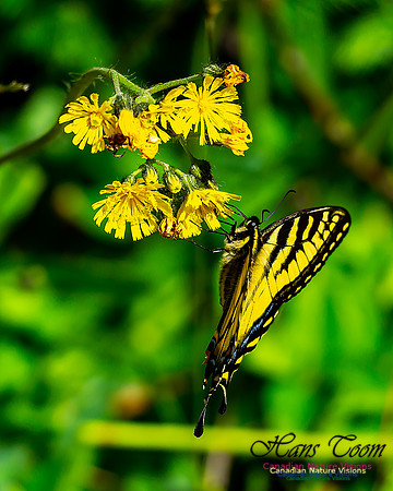 Canadian Tiger Swallowtail 100
