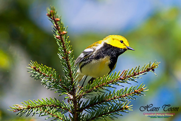 Black-throated Green Warbler