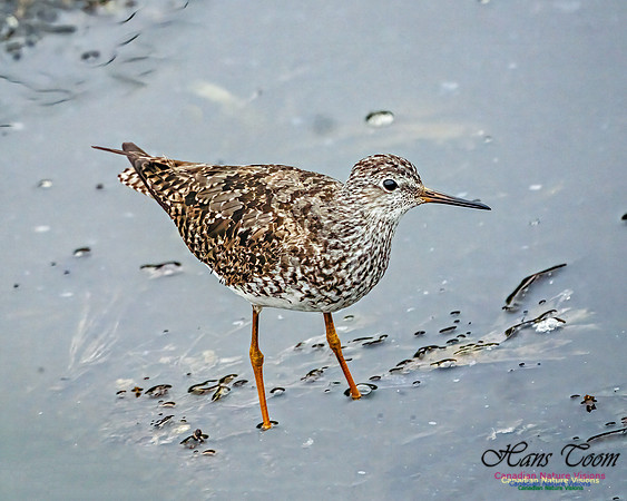 Lesser Yellowlegs 408